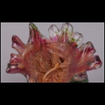 Cropped Anemone 3 x 4 in.jpg